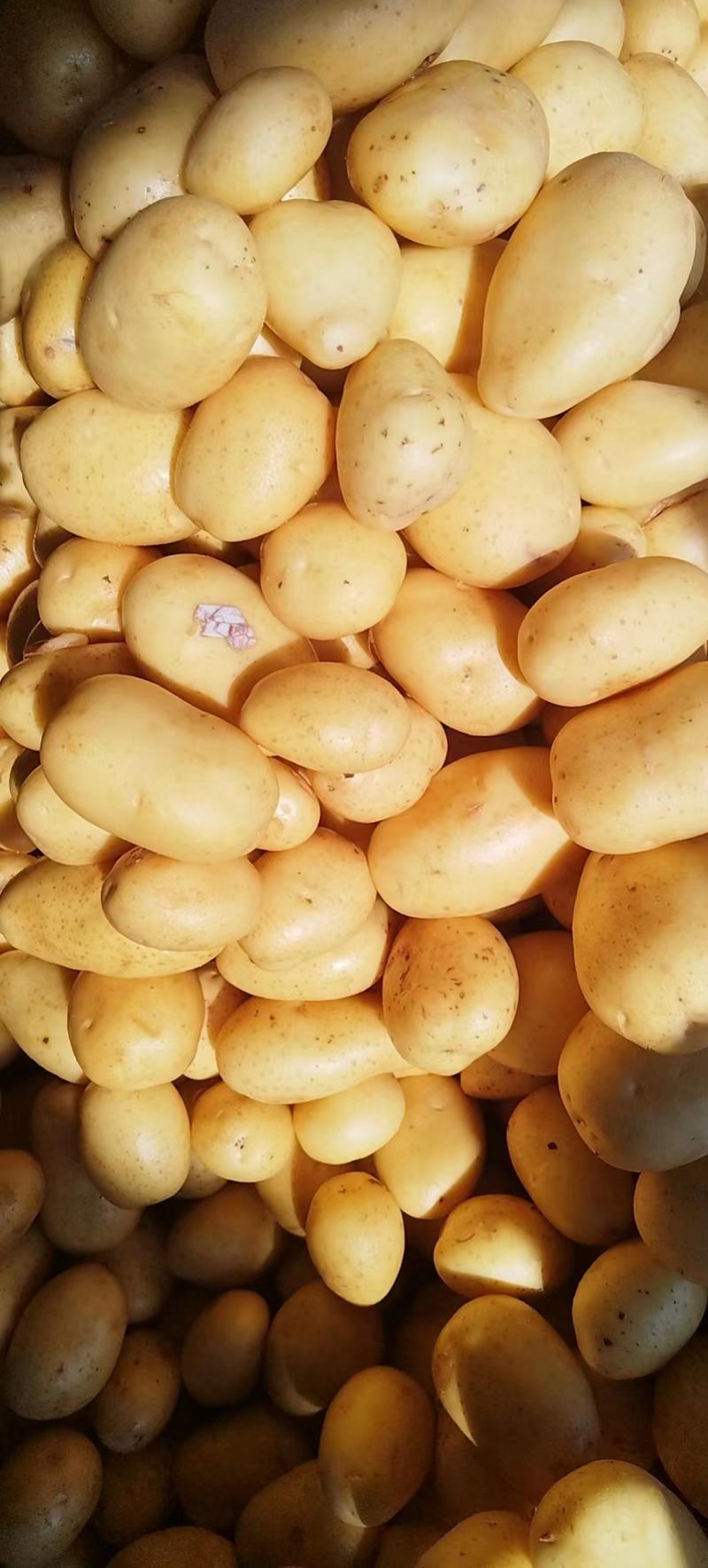 山东滕州新土豆上市了产地直发大量供应欢迎咨询