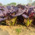 紫孔雀菜种子生菜生食蔬菜盆栽耐寒速生脆嫩直立生菜