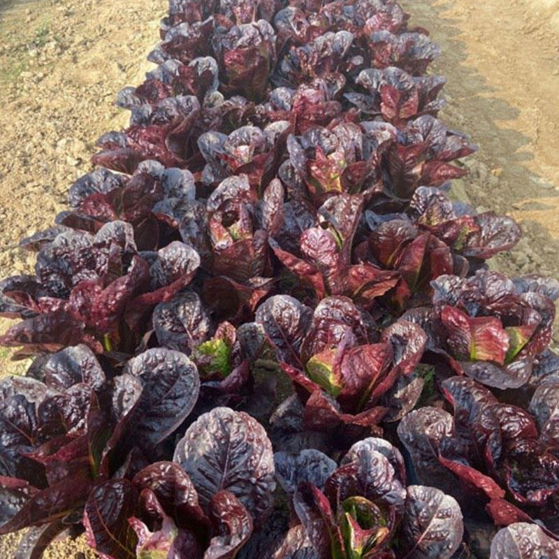 紫孔雀菜种子生菜生食蔬菜盆栽耐寒速生脆嫩直立生菜