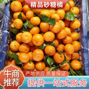 广西桂林沙糖桔精品砂糖橘大量供应砂糖橘，精品果