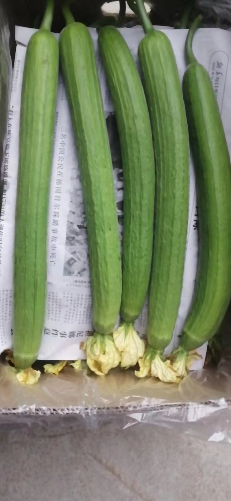 河南优质丝瓜，颜色鲜亮，翠绿，量大从优，欢迎选购！
