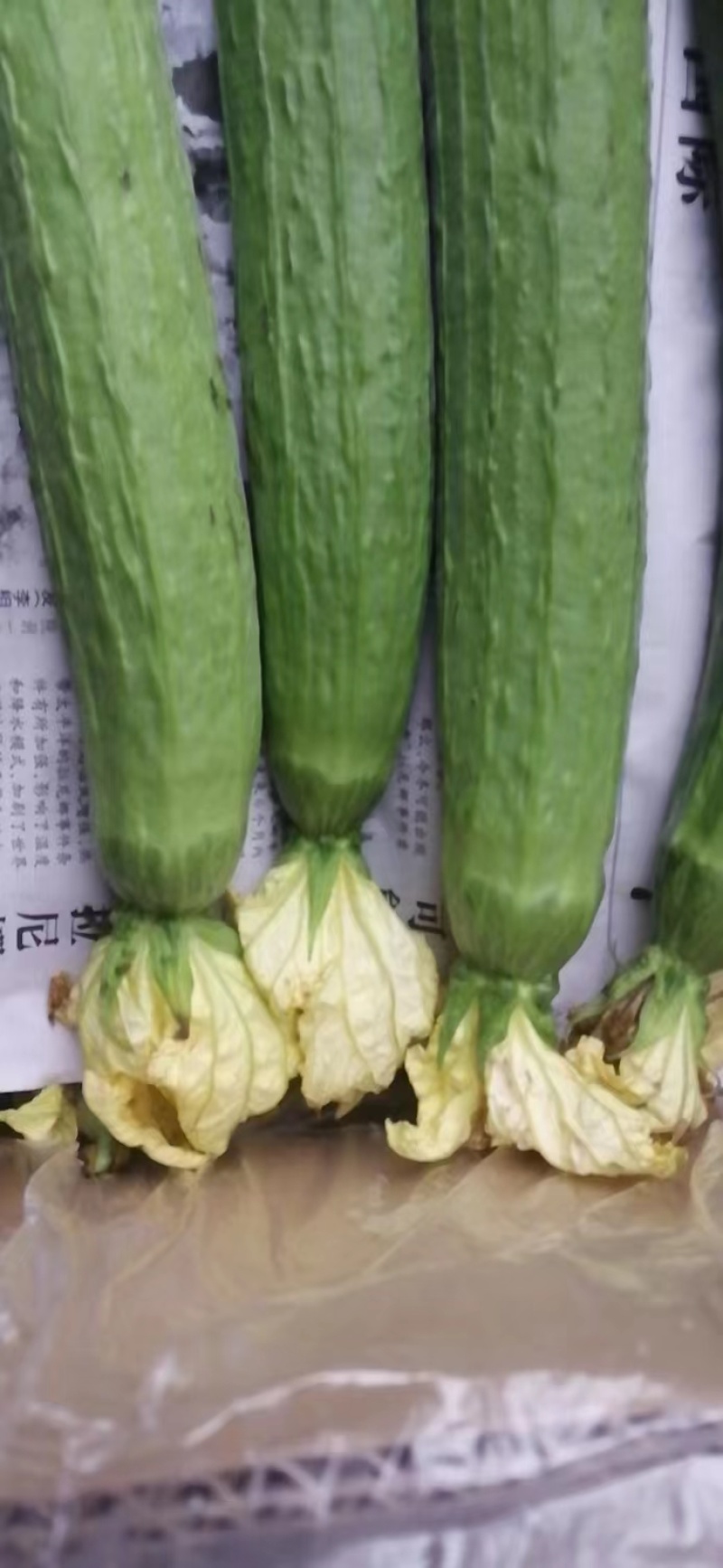 河南优质丝瓜，颜色鲜亮，翠绿，量大从优，欢迎选购！