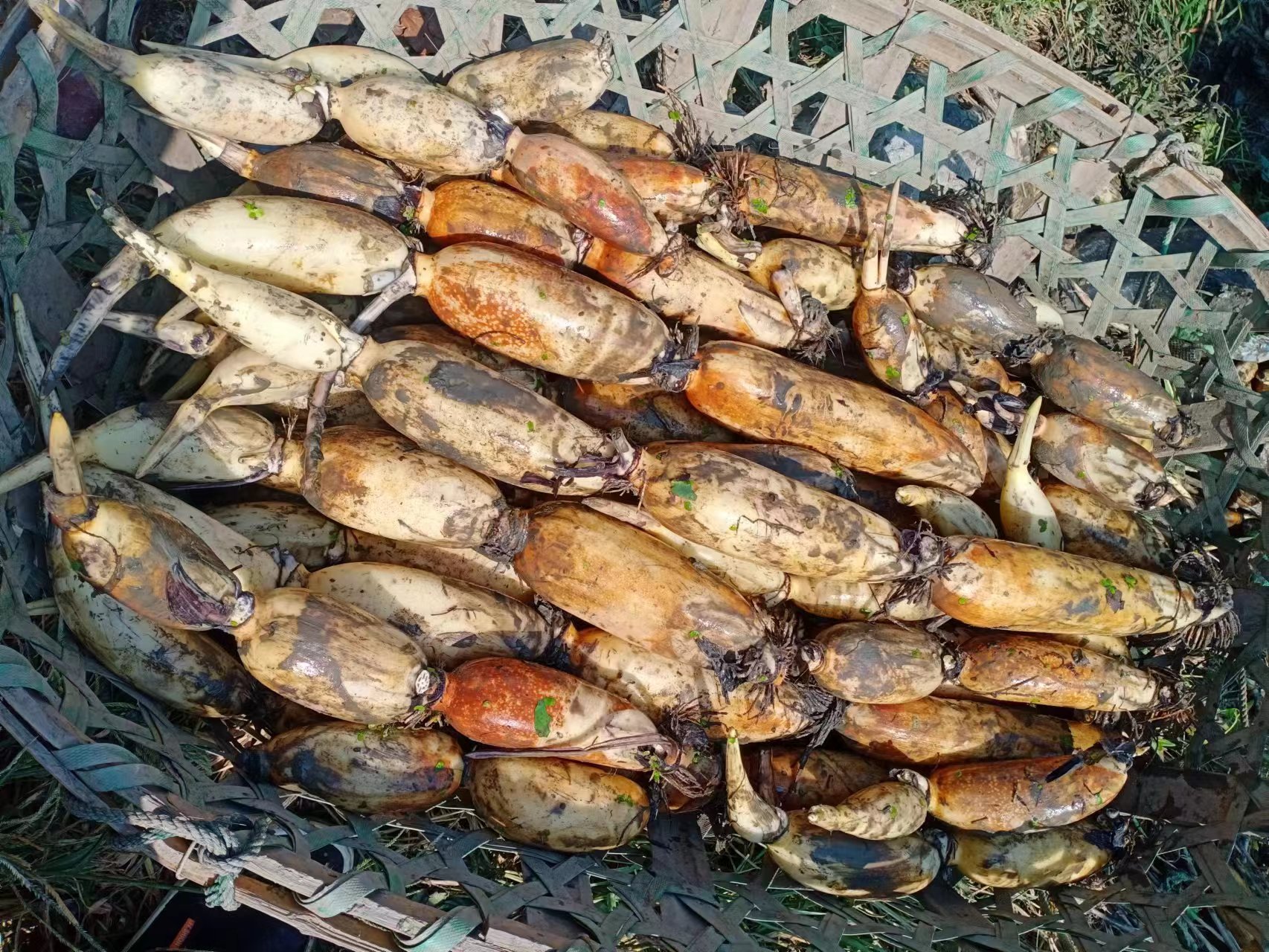 鄂莲七号整株及新鲜嫩藕特写