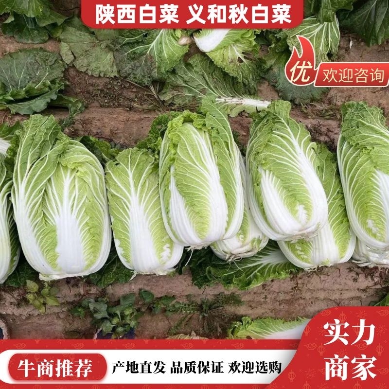 城固县精品大白菜，义和秋黄心的，一手货源。全国发货