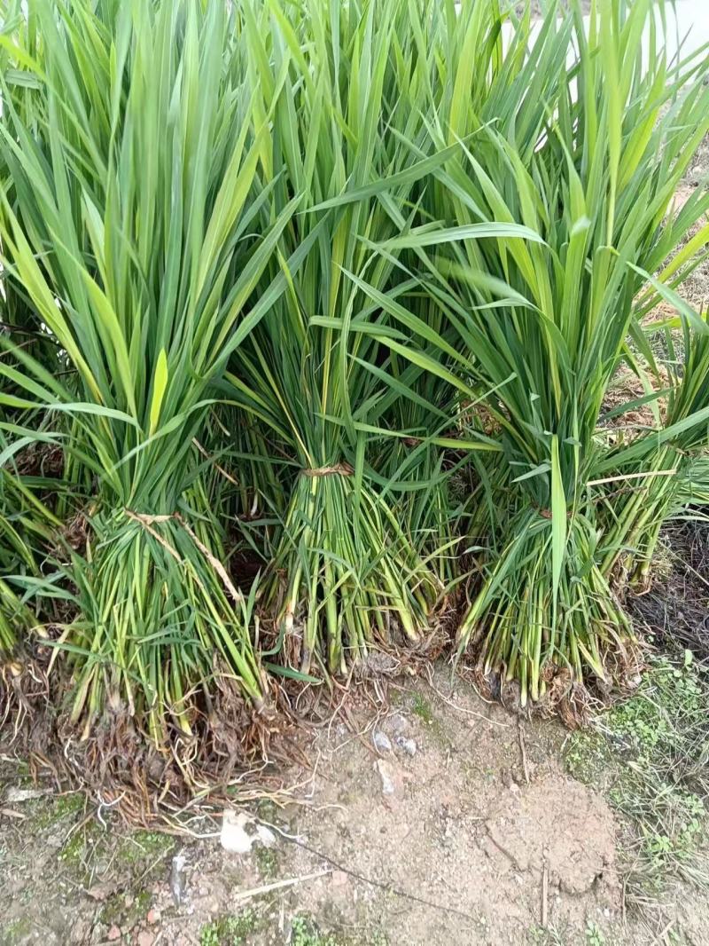 茭白种苗龙茭2号美人茭品种齐全诚信经营，欢迎来电咨询