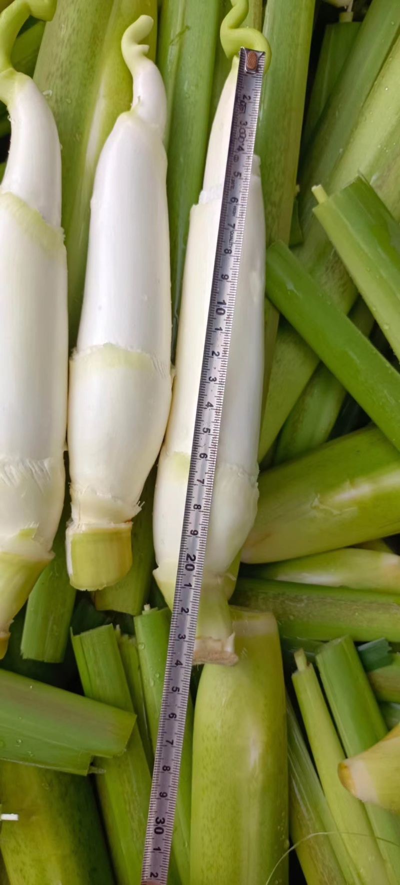茭白苗浙茭6号，7号龙茭2号美人茭品种齐全，量大从优