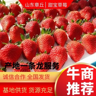 济南章丘区甜宝草莓大量有货电商。团购。代办诚信合作共赢