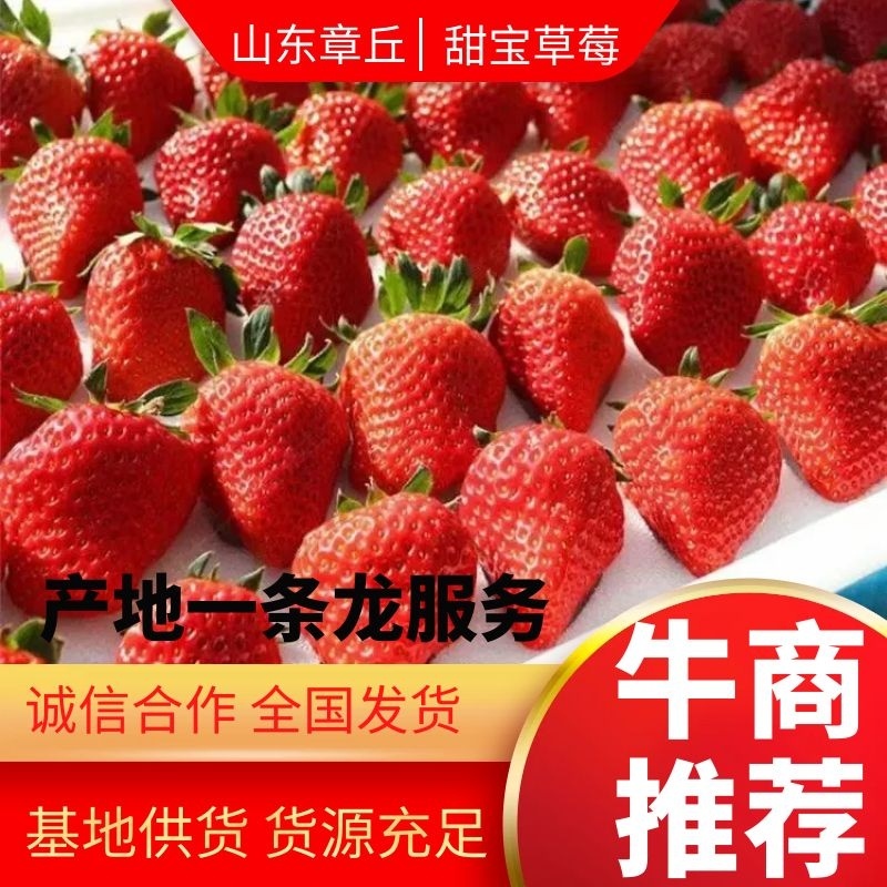 济南章丘区甜宝草莓大量有货电商。团购。代办诚信合作共赢
