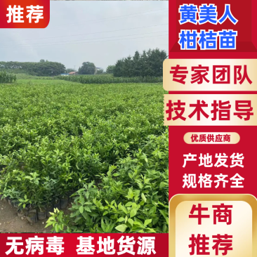 【商家力荐】四川柑桔苗甘平苗诚信经营品质保证