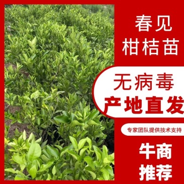 四川精品柑桔苗红美人柑桔苗免费提供种植技术