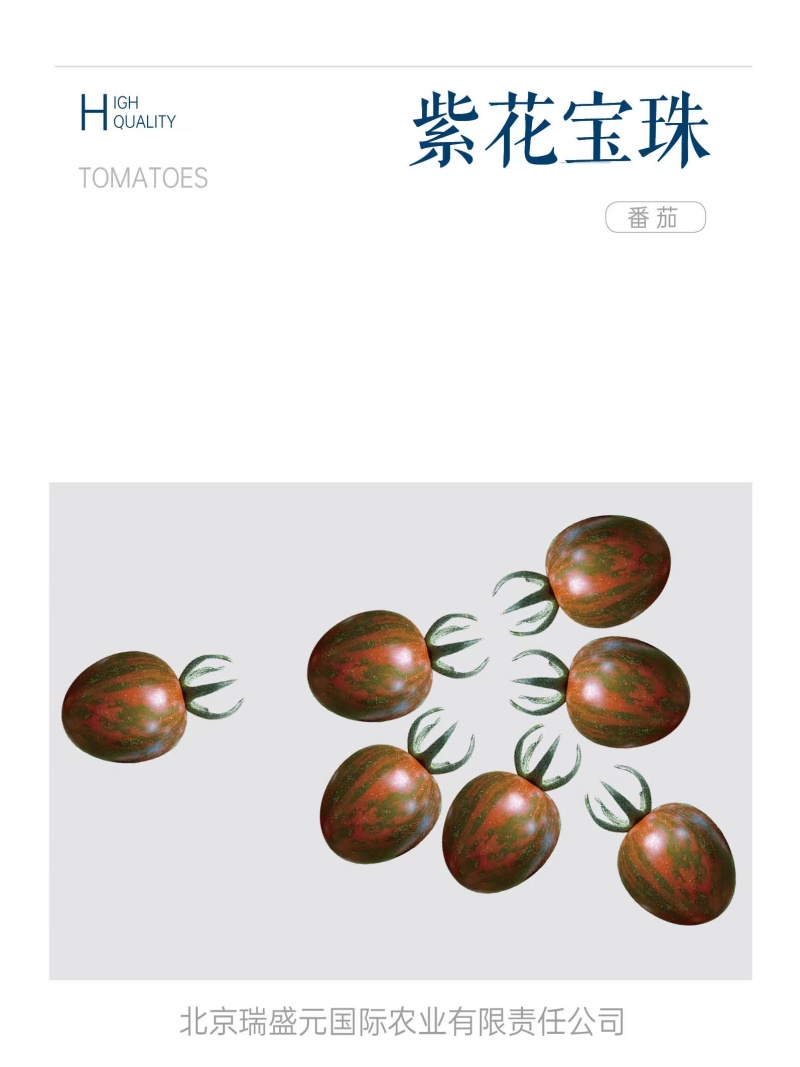 黑樱桃番茄种子超甜千禧日本圣女果高产四季阳台盆栽小西红柿