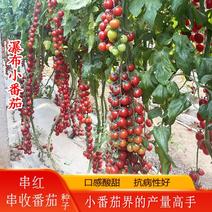 瀑布小番茄种子种籽孑生吃超甜春季秋季阳台盆栽蔬菜籽酸甜产