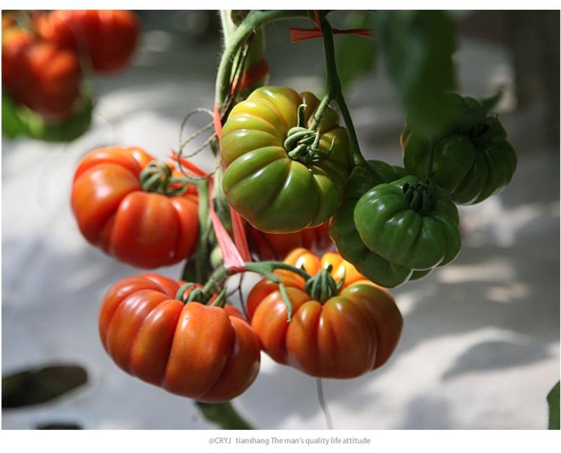 鹅肝牛排番茄种籽孑春季夏秋四季阳台盆栽超甜水果西红柿日本