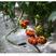 鹅肝牛排番茄种籽孑春季夏秋四季阳台盆栽超甜水果西红柿日本