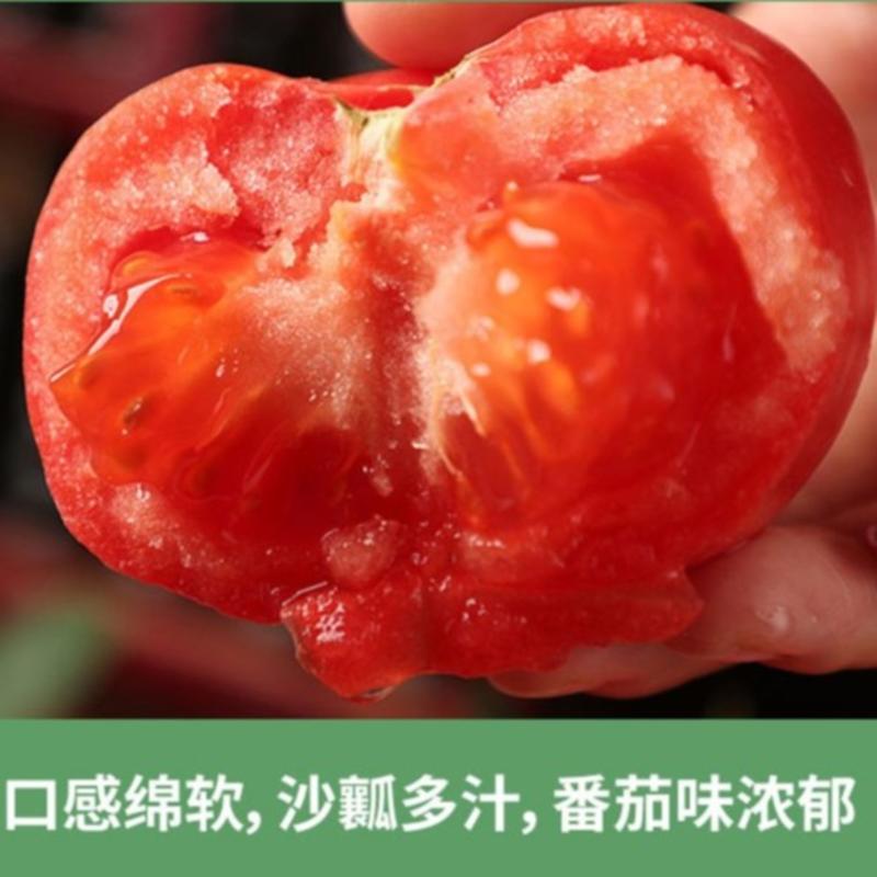 【粉丽妃毛粉番茄种子】沙瓤西红柿种籽基地温室大棚种植番茄