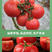 【粉丽妃毛粉番茄种子】沙瓤西红柿种籽基地温室大棚种植番茄