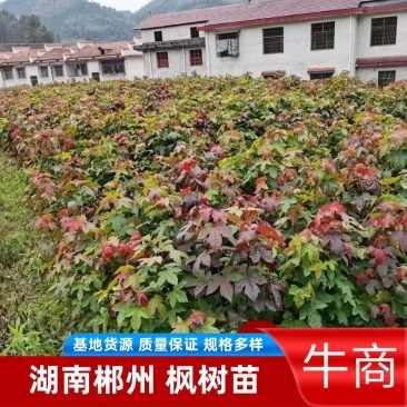 枫树苗1—2年生裸根苗，基地货源量大从优欢迎来电