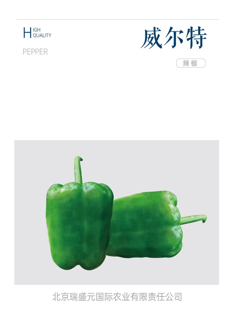 威尔特太空椒种子超大甜辣椒种籽高产甜椒苗蔬菜籽蔬菜秧苗种
