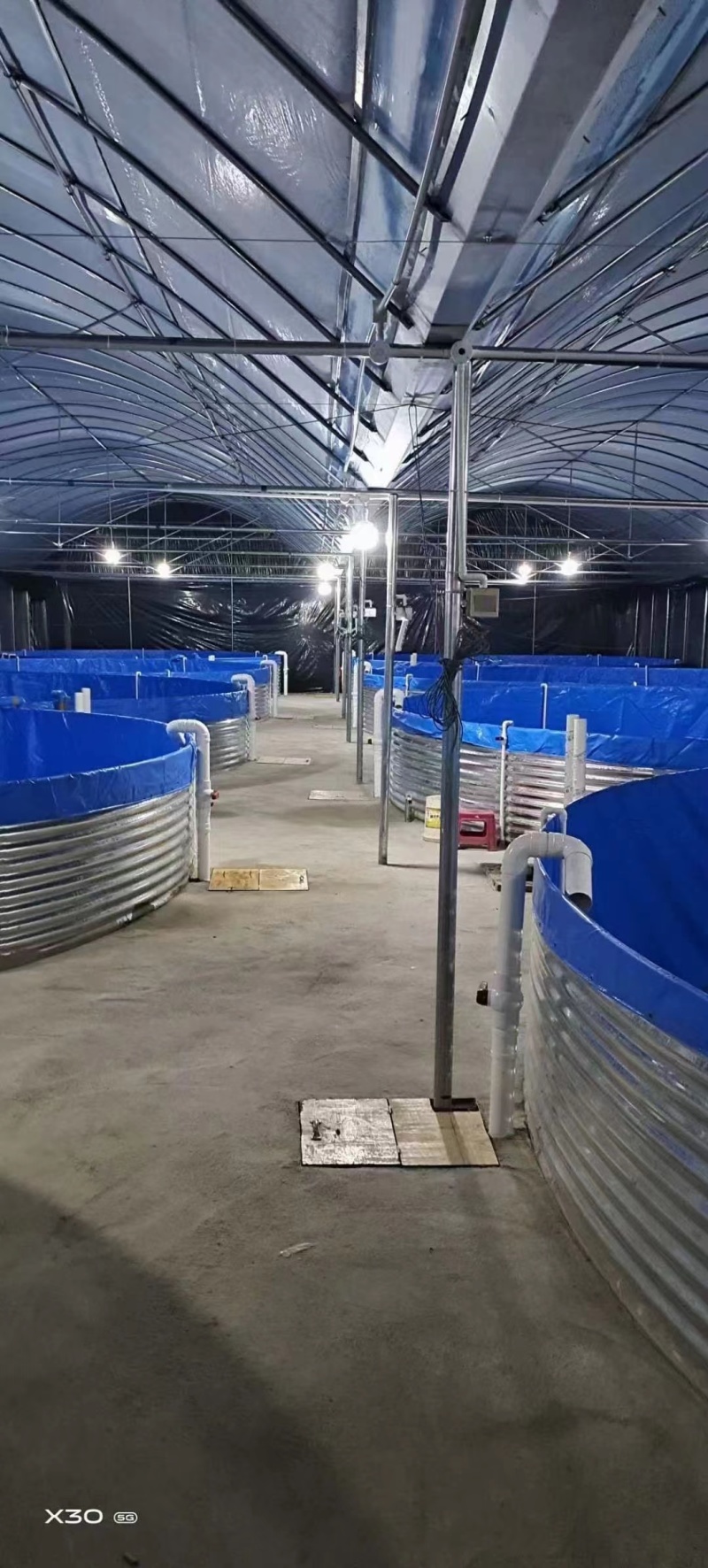 黄颡鱼苗黄骨鱼苗高密度循环桶养殖黑鱼有地有可以养