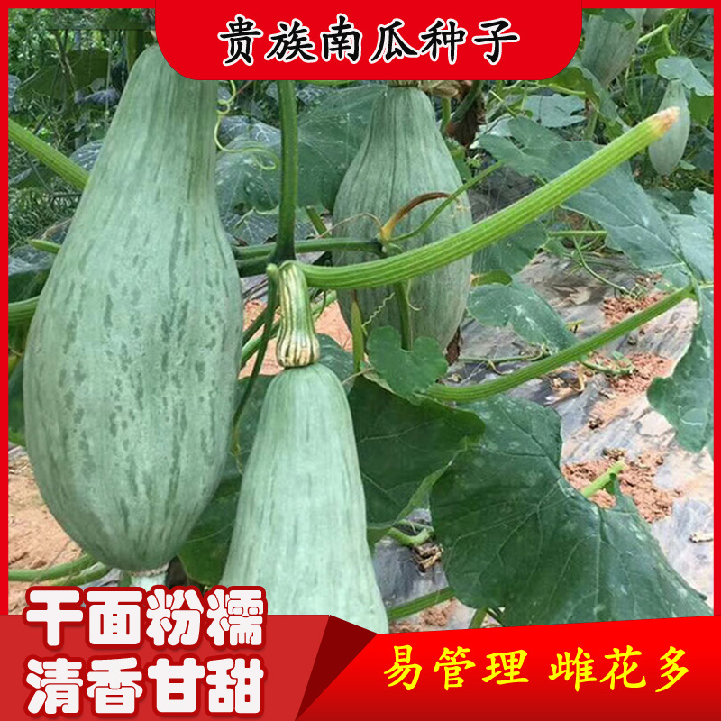 【贵族南瓜种子】高产甜糯贝贝板栗南瓜种籽阳台种植盆栽蔬菜