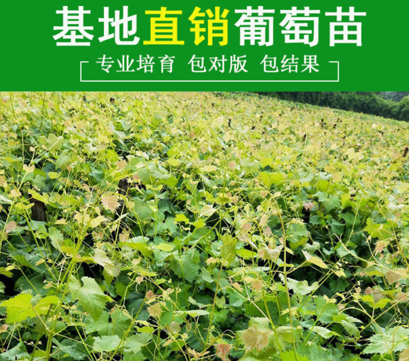 阳光十三葡萄苗5BB3309m品种纯正拒绝假苗