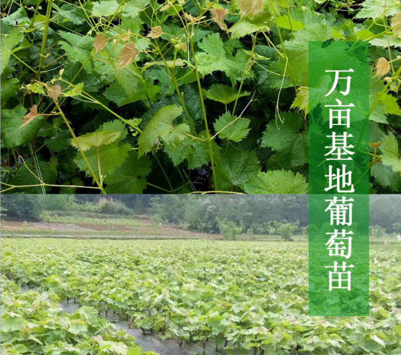 富士之辉葡萄苗5BB3309M砧木保证纯度拒绝假苗