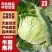 湖北精品甘蓝大量上市，服务周到，量大从优，欢迎咨询