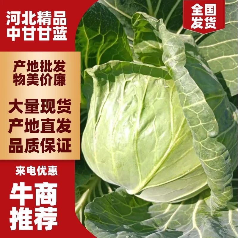湖北精品甘蓝大量上市，服务周到，量大从优，欢迎咨询