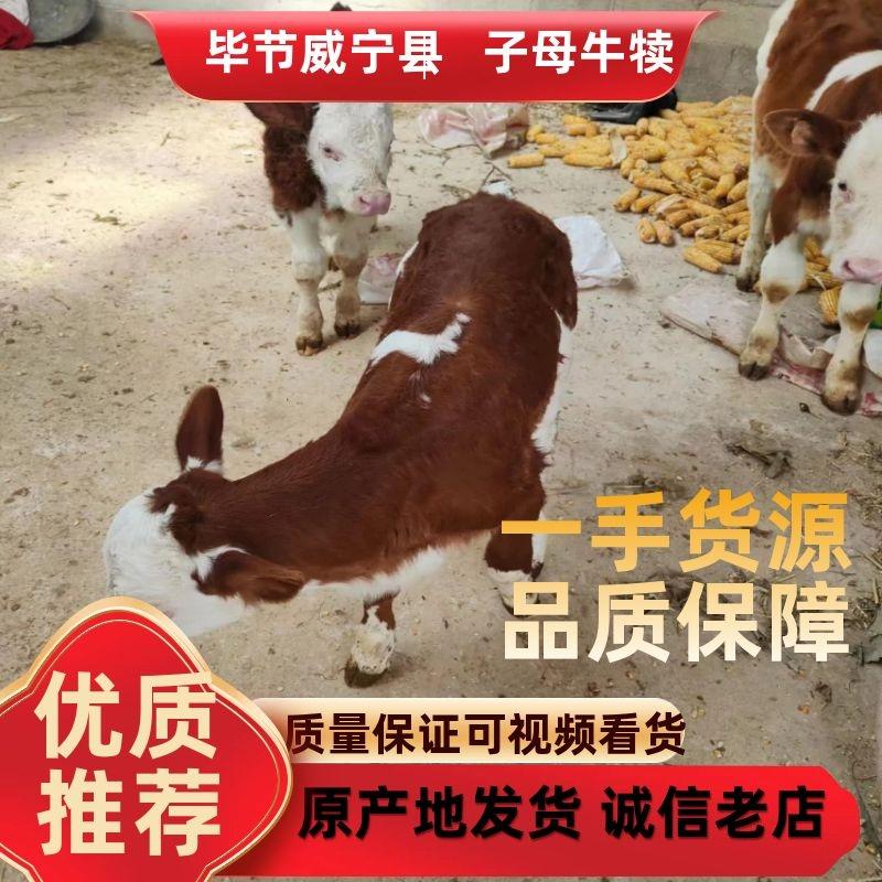 【热卖】精品子母对活牛全国供应大量货源产地直发