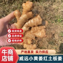 小黄姜老姜二黄姜云南高山小黄姜，辛辣味足全国