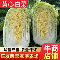 （精品白菜）四川彭州大白菜，四川黄心大白菜产地一手货源