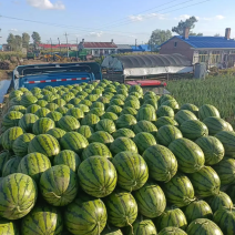 吉林省地雷西瓜大量上市中一手货源，量大从优，对接全国。