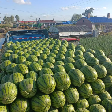 吉林省地雷西瓜大量上市中一手货源，量大从优，对接全国。