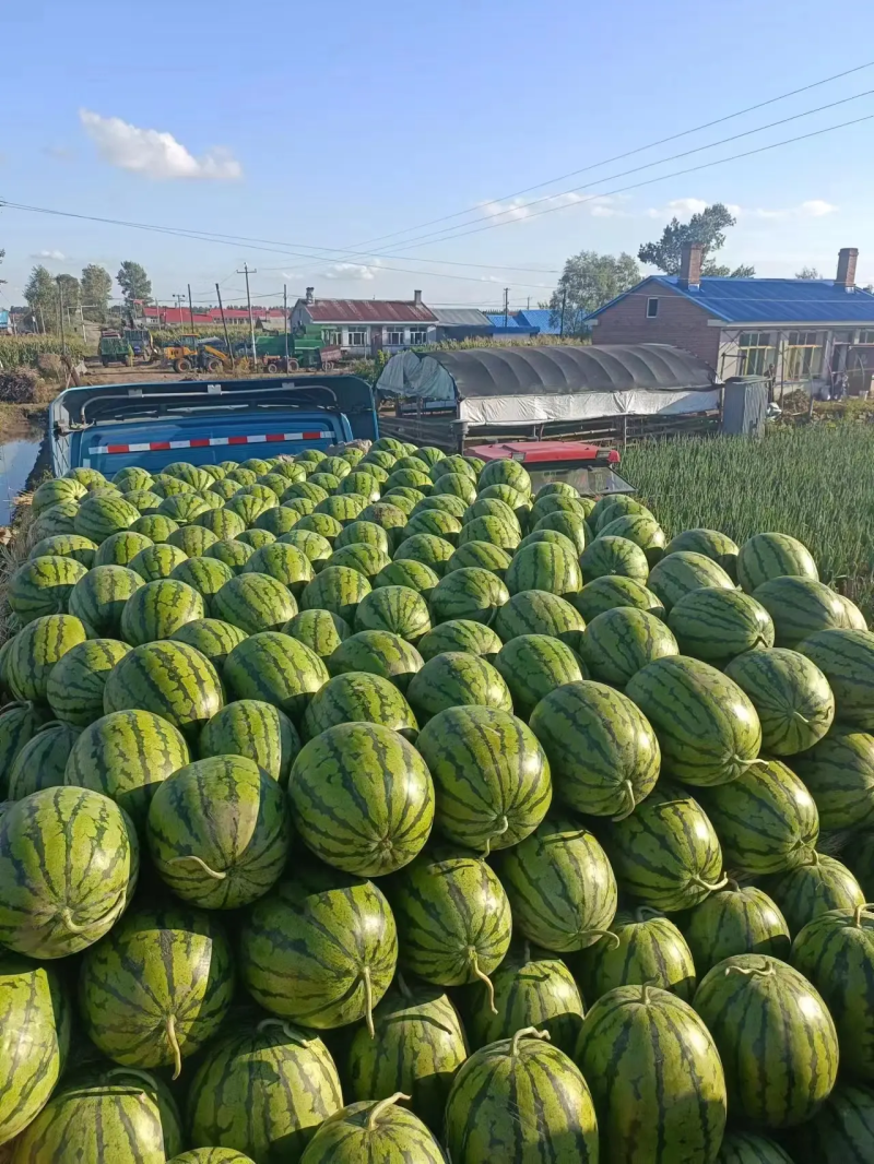 吉林省地雷西瓜大量上市中一手货源，量大从优，对接全国。