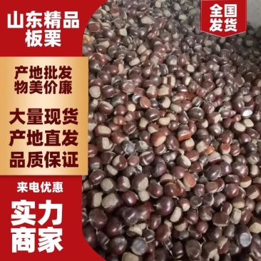 山东板栗炒栗种纯手工精选产品，量大从优，价格便宜