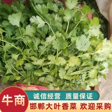 大叶香菜河北产地一手货源对接市场、商超量大从优电联