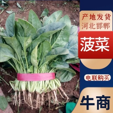 菠菜20~25厘米河北产地货源对接市场、商超欢迎电联