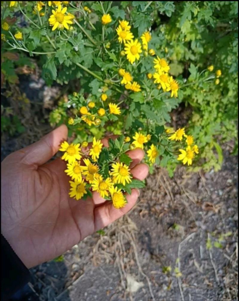 野菊花