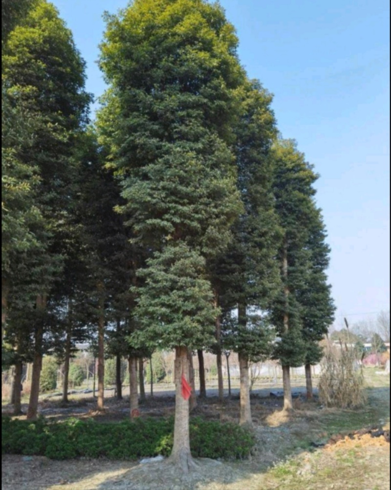 桢楠