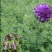 紫花苜蓿