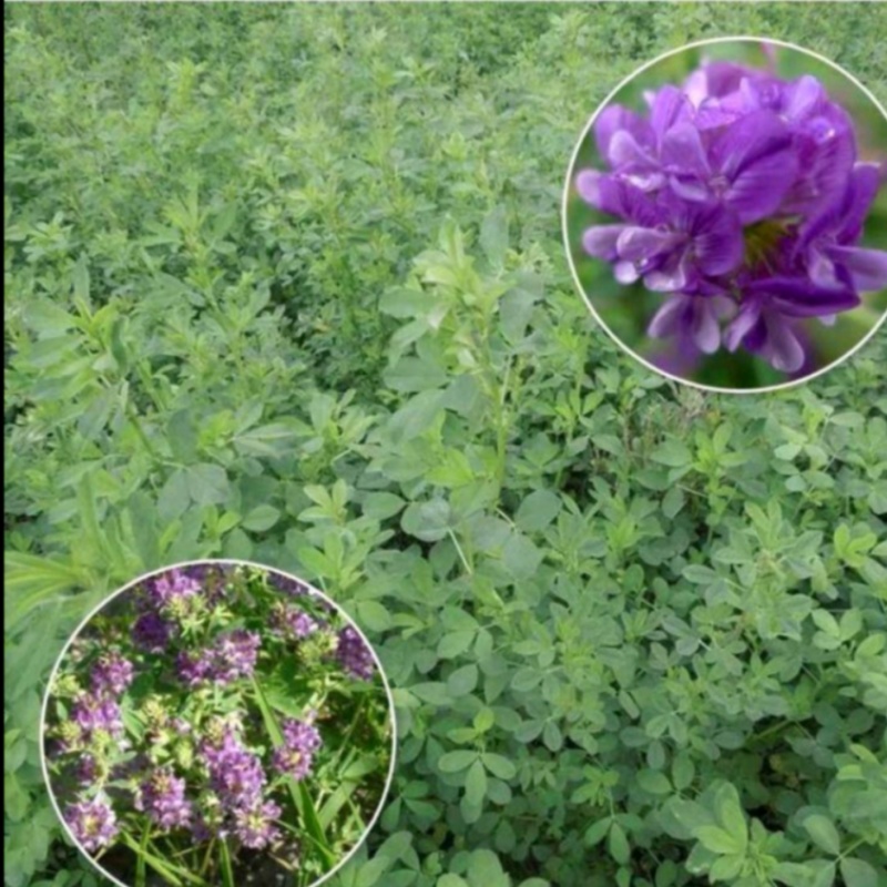 紫花苜蓿