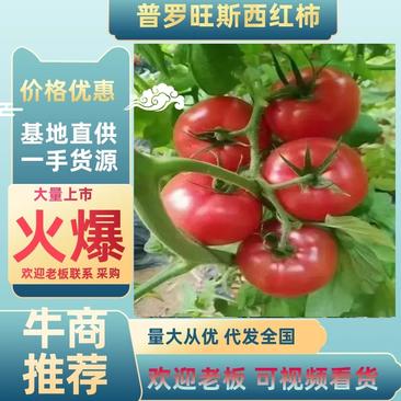 陕西泾阳县普罗旺斯水果西红柿产地供应欢迎合作
