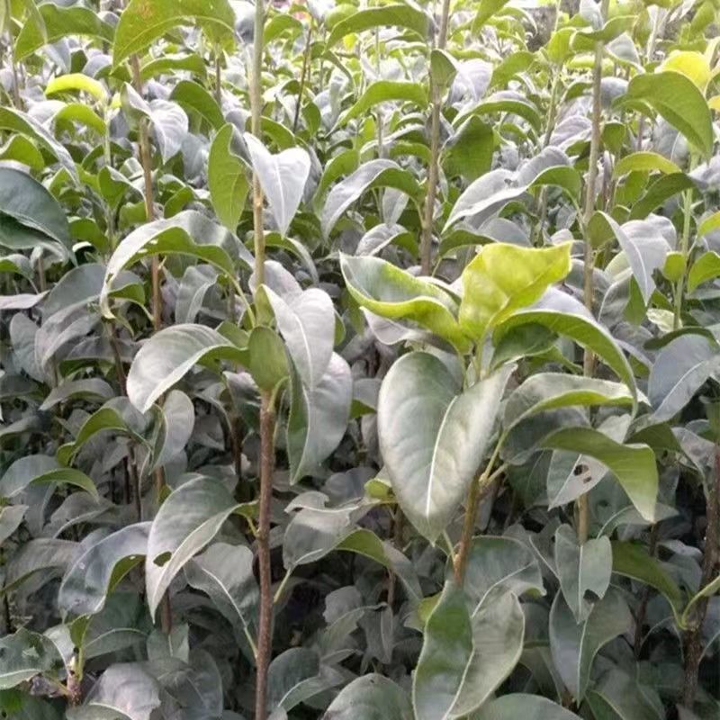 秋月梨树苗基地现挖现发无黑根无根瘤带合同发货