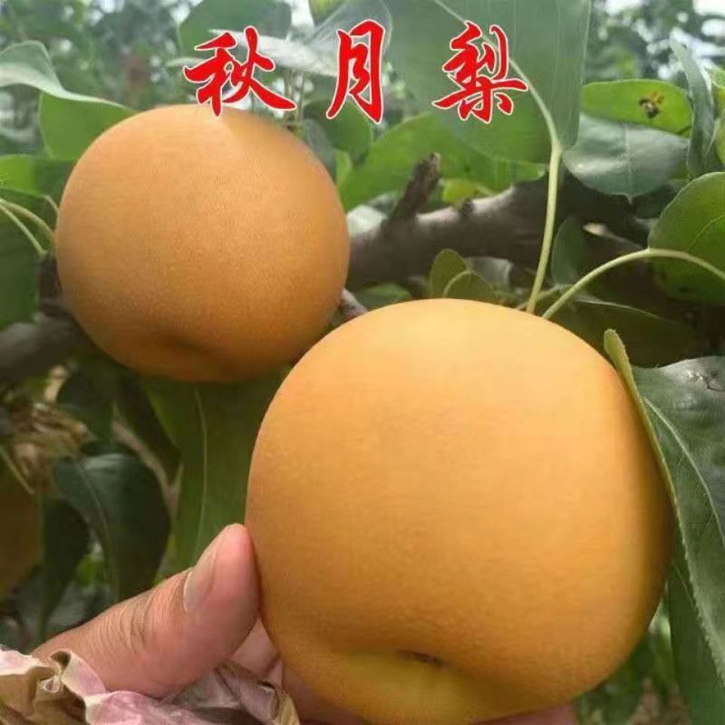 秋月梨树苗基地现挖现发无黑根无根瘤带合同发货