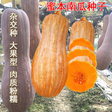 盛丰蜜本南瓜种子大果棱南瓜甜面橙红肉耐热粉糯香甜南瓜