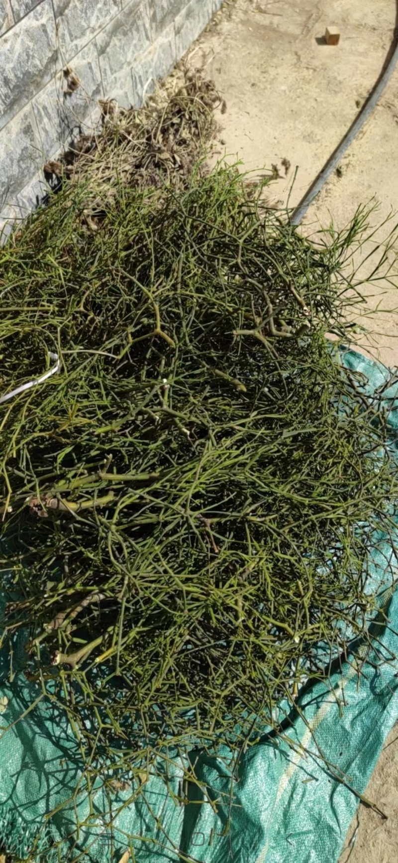 精品狸尾草基地直供一手货源品质保证诚信经营欢迎采购