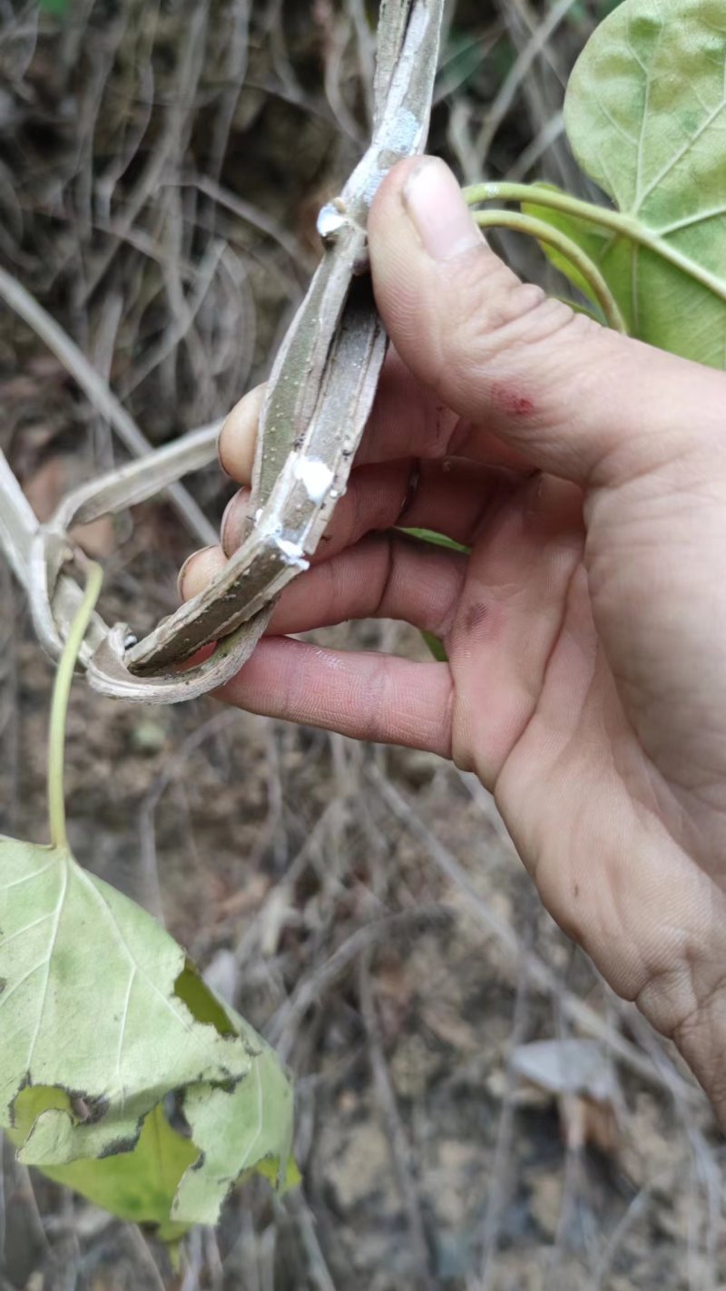 精品狸尾草基地直供一手货源品质保证诚信经营欢迎采购