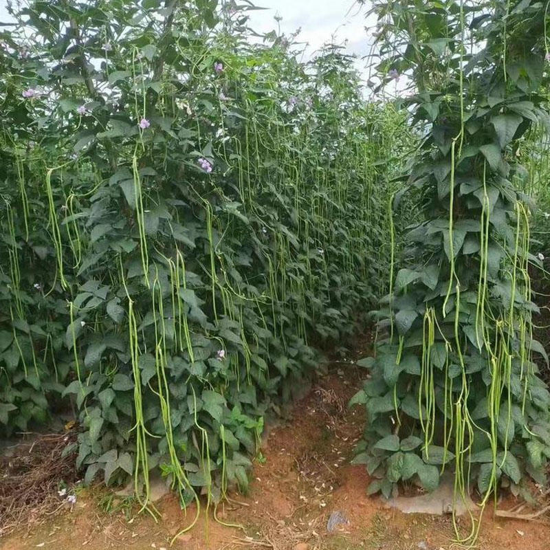 豇豆种子长豆角嫩绿色翠绿龙泉十顺直耐高温露天大棚种植