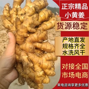 大量批发生姜小黄姜水洗大黄姜风干全年发货货源充足