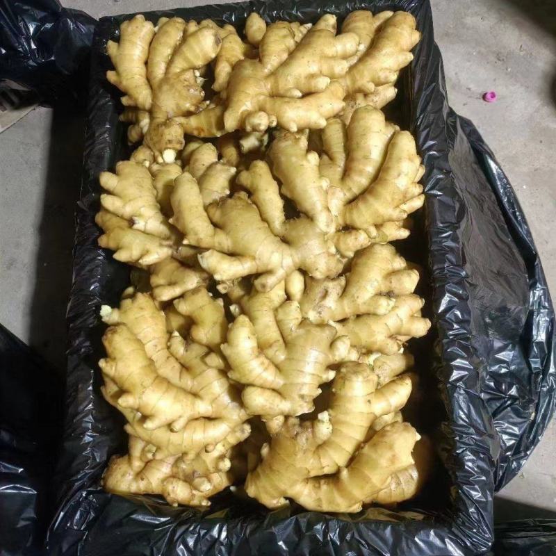大量批发生姜小黄姜水洗大黄姜风干全年发货货源充足